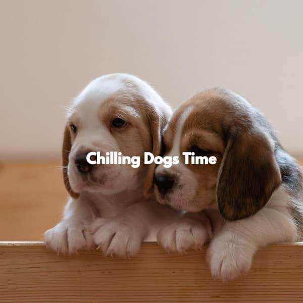 Chilling Dogs Time - Sunday Evening Music