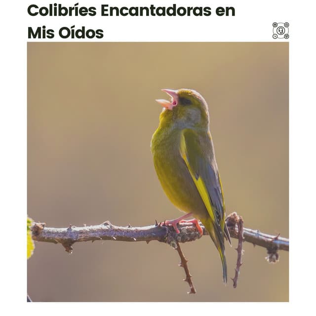 Colibríes Encantadoras en Mis Oídos - Pájaros del Bosque