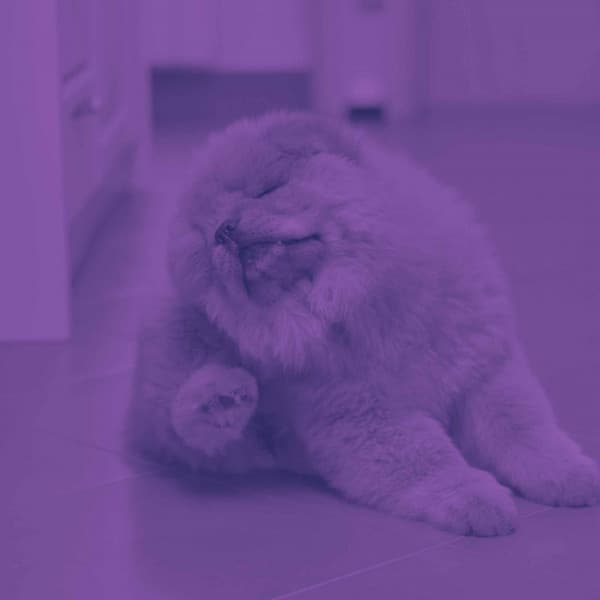 Vibrant Trio Jazz - Background for Doggy Luxury - Calming Dog Jazz Classics