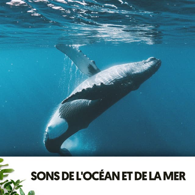 Sons de l'Océan et de la Mer: Baleineaux - Dog Relaxation