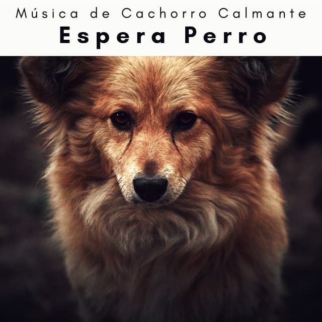 2 0 2 3 Espera Perro - Música de Cachorro Calmante