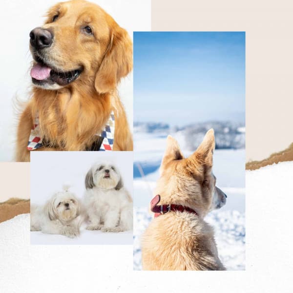 Dream Like Guitar Pop - Ambiance for Sweetest Dogs - Dog Music Library