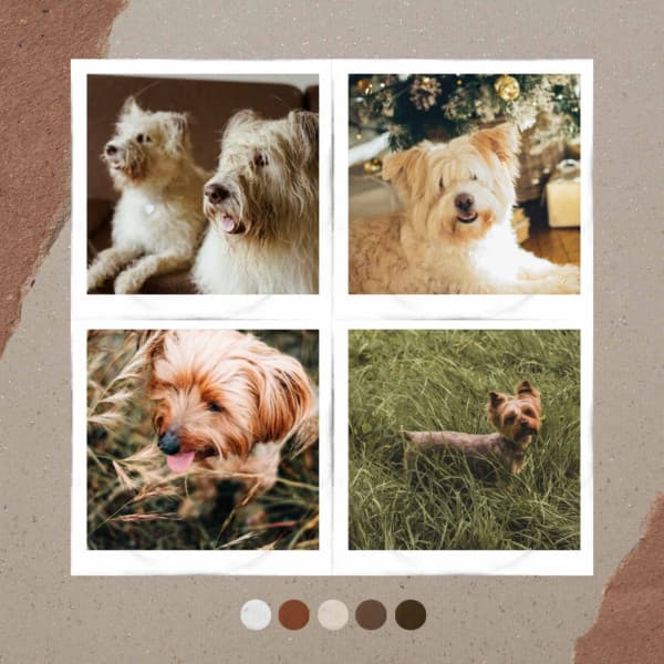 Energetic Ambiance for Doggies Resting - Dog Music Waves