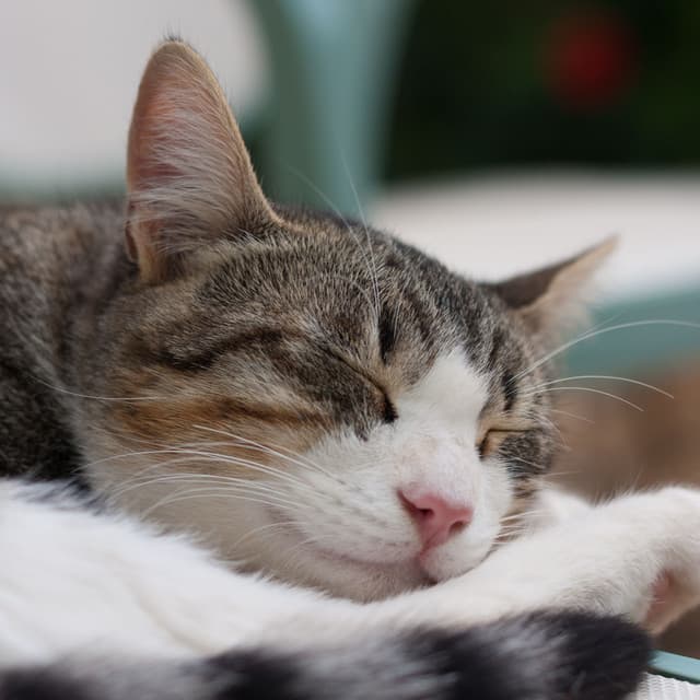 Cozy Catnap Grooves: Lofi Paws and Whiskers - Beats De Rap