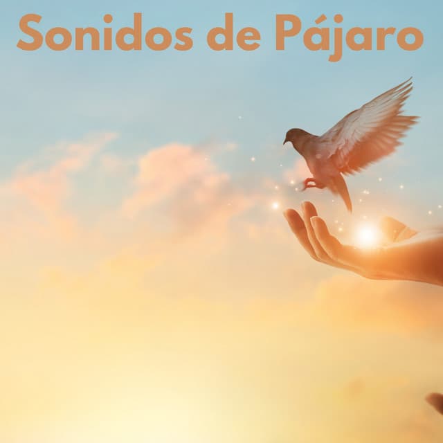 Sonidos de Pájaro - Canciones de cuna para bebés