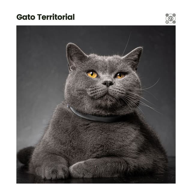Gato Territorial - Música para dormir Gatos