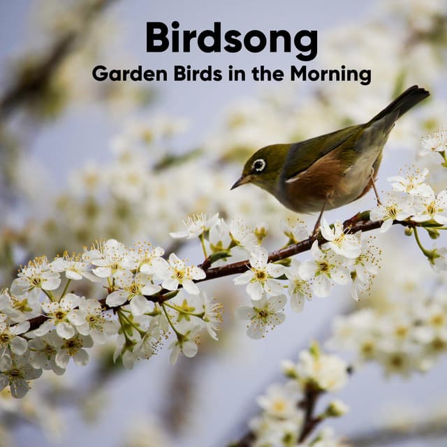 Birdsong: Garden Birds in the Morning - Bird Sound Collectors