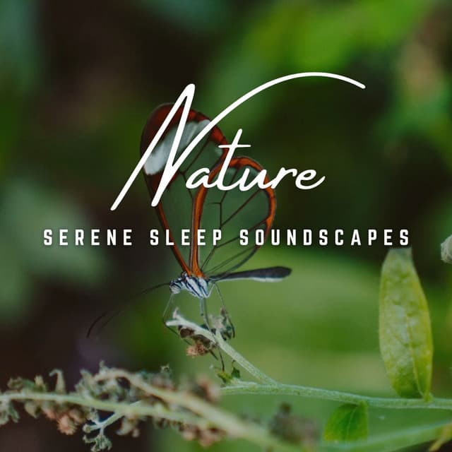 Dreamy Slumbers: Serene Sleep Soundscapes - Asleep and Awake
