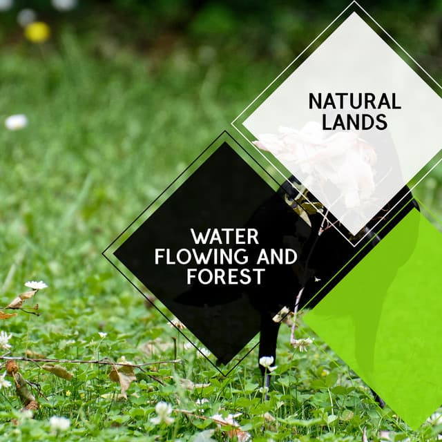 Water Flowing and Forest - Natural Lands - Sleepy Times