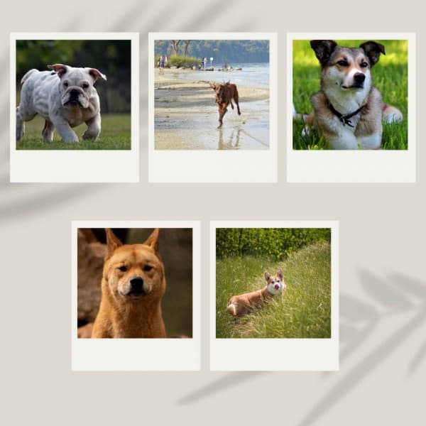 High Class Backdrop for Sleepy Puppy - Music for Dogs Radio