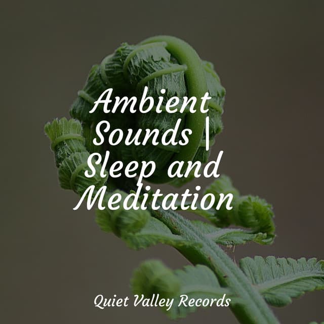 Ambient Sounds | Sleep and Meditation - Nature Sounds Radio