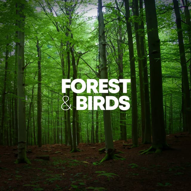 Forest & Birds - Sleep Sounds of Nature