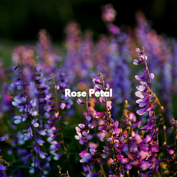 Rose Petal - Late Night Jazz Lounge