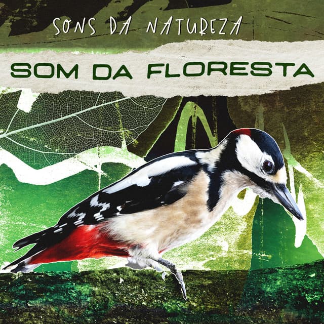 Som da Floresta - Sons da Natureza
