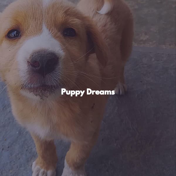 Puppy Dreams - Study Music Deluxe