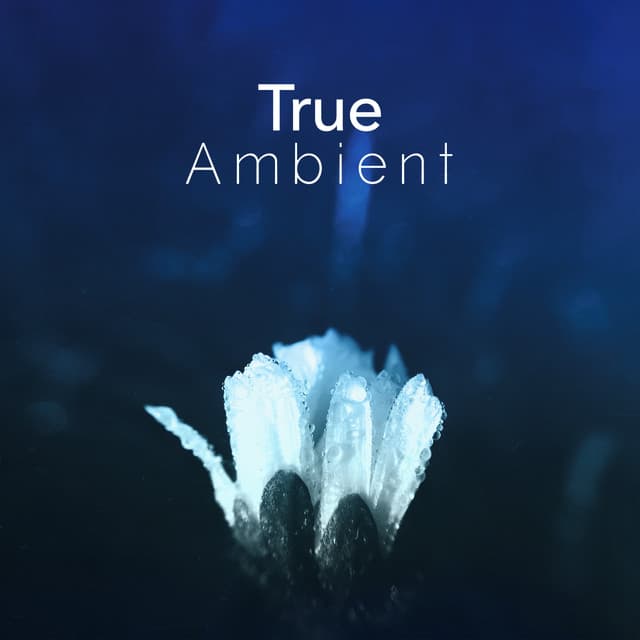 True Ambient - Ambient