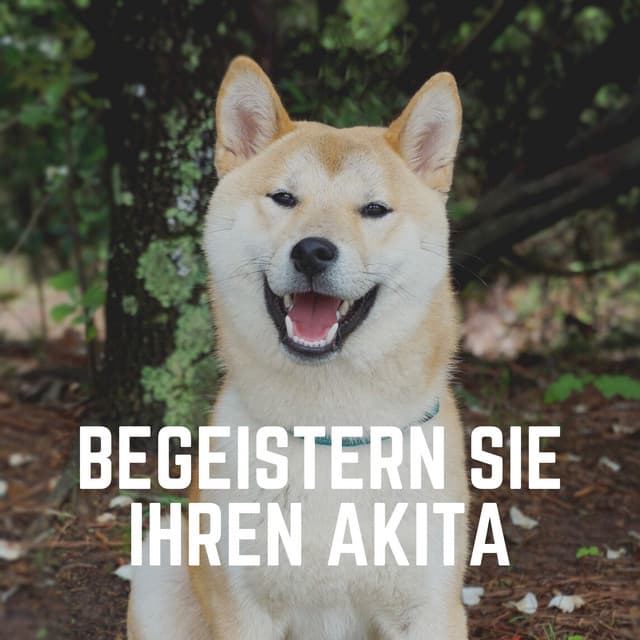 Begeistern Sie Ihren Akita - Hundemusik