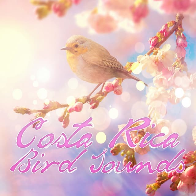 Costa Rica Bird Sounds - Jani Pay