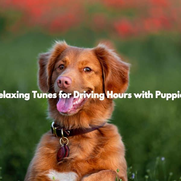 Relaxing Tunes for Driving Hours with Puppies - Relaxing Dog Music Classics