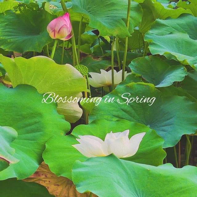 Blossoming in Spring - Relaxing Piano Music