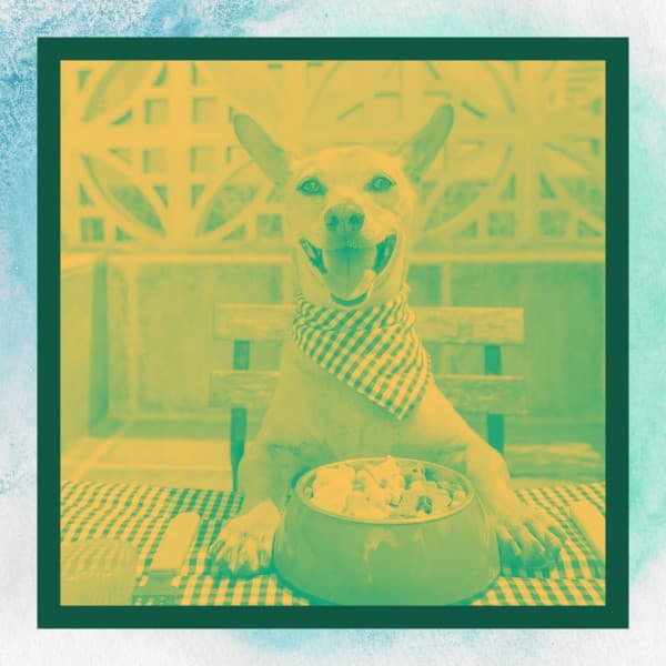 Background Music for Separation Anxiety - Music For Your Dog