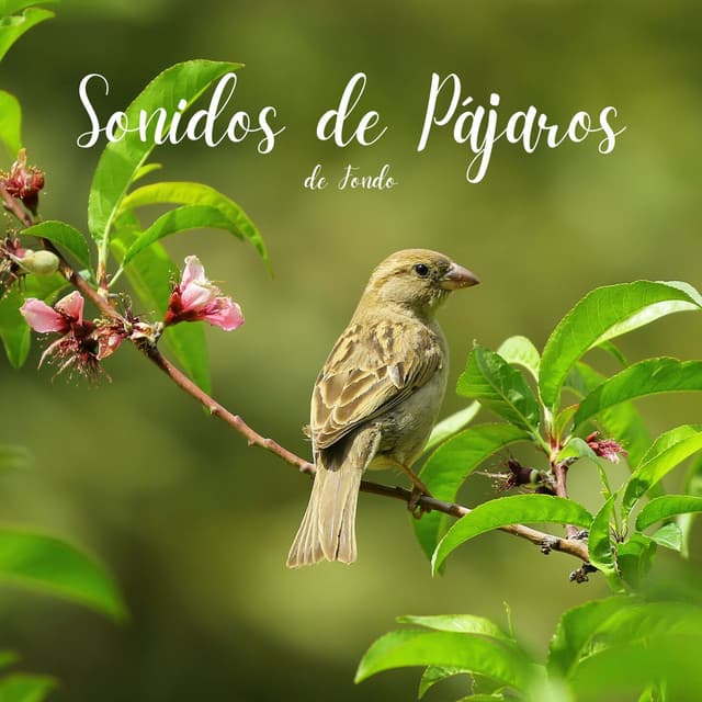 Sonidos de Pájaros de Fondo - Hola Pájaros