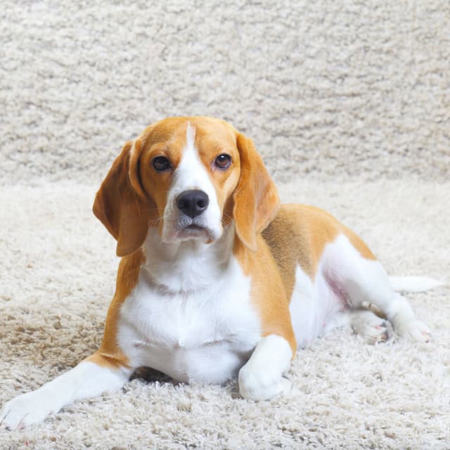 Chill Paws: Soothing Sounds for Relaxed Dogs - Some Music