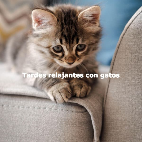 Tardes relajantes con gatos - Música para Leer