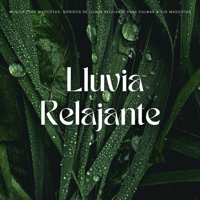 Música Para Mascotas: Sonidos De Lluvia Relajante Para Calmar A Tus Mascotas - La lluvia es mi vida