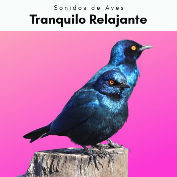 3 2 1 Tranquilo Relajante - Sonidos De Aves