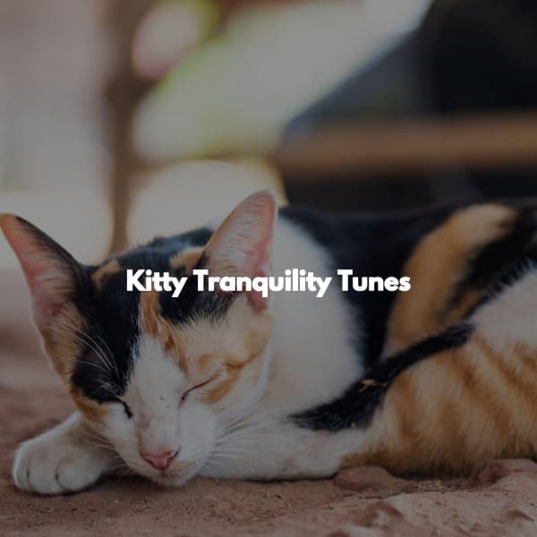 Kitty Tranquility Tunes - Casual Hotel Lobby Music