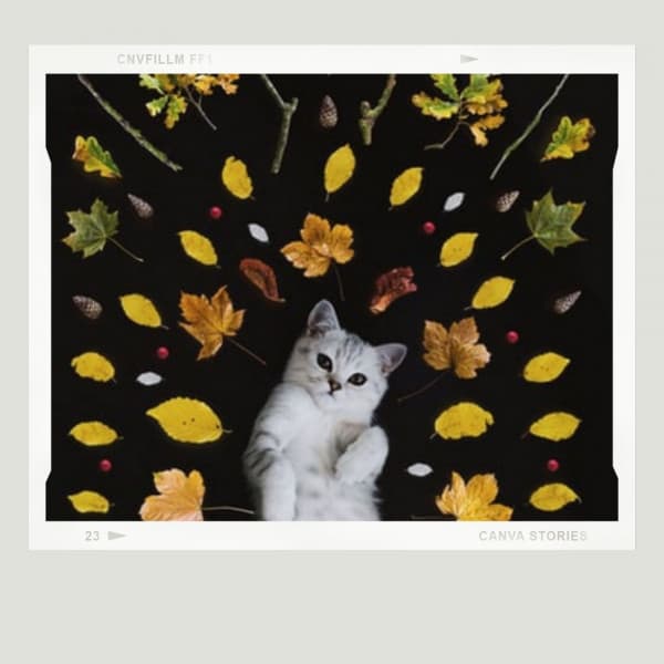 Astounding Jazz Trio - Background for Cute Cats - Cat Music Studio