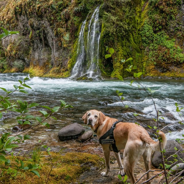 Waterfall Woofs: Melodies for Dogs - Spiritual Medicine