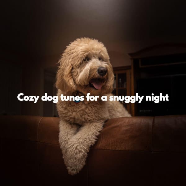 Cozy dog tunes for a snuggly night - Cafe Smooth Jazz Chill