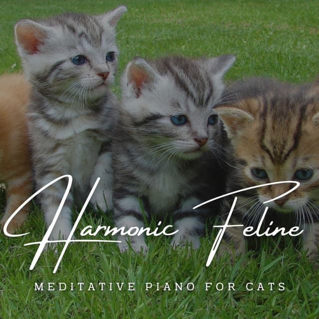 Harmonic Feline Tranquility: Meditative Piano for Cats - Meditative Cats