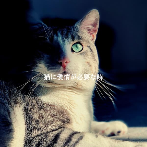 猫に愛情が必要な時 - Cafe BGM Japan