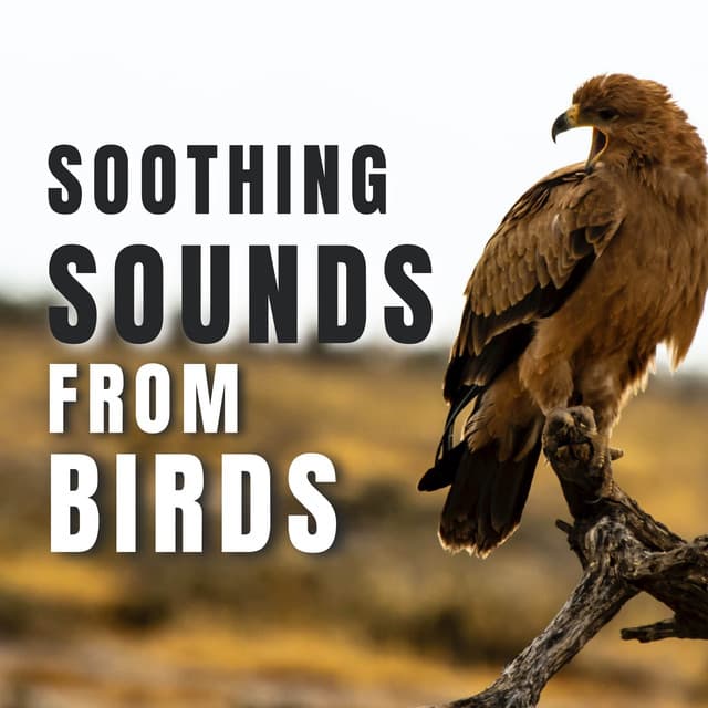 Soothing sounds from Birds - Bird Songs