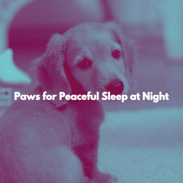 Paws for Peaceful Sleep at Night - Chill Jazz-Lounge