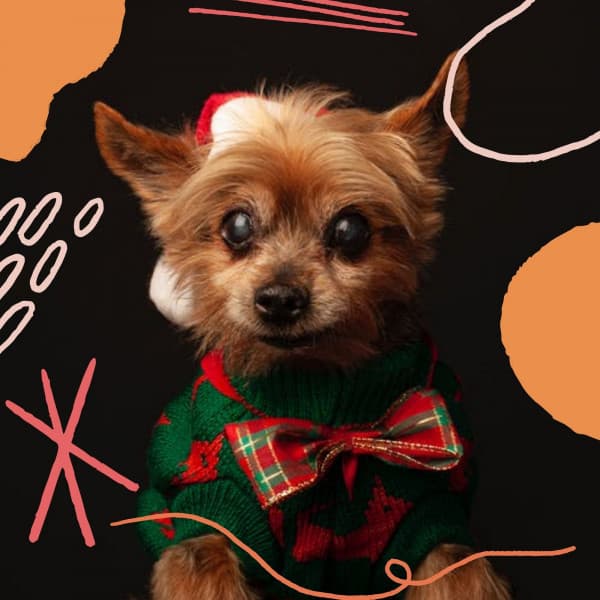 Refined Guitar Chill Out - Background for Dog Walks - Music For Pets