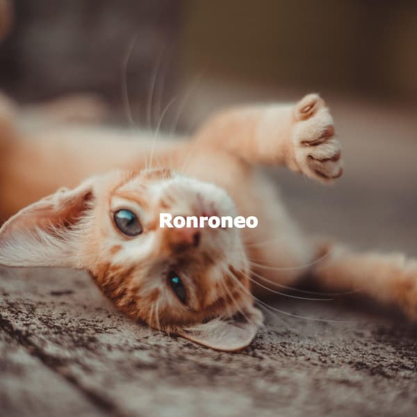 Ronroneo - Jazz Chill Out Lounge