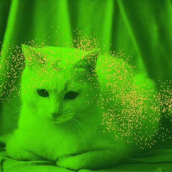 Music for Calming for Kitten - Modern Latin Music - Calming Music for Cats