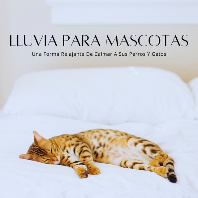 Lluvia Para Mascotas: Una Forma Relajante De Calmar A Sus Perros Y Gatos - LM Sour
