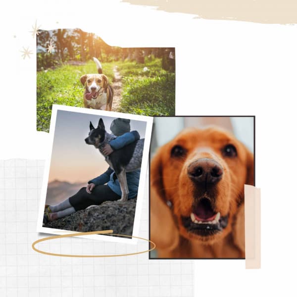 Music for Sleepy Puppy - Chill Out - Dogs at Home