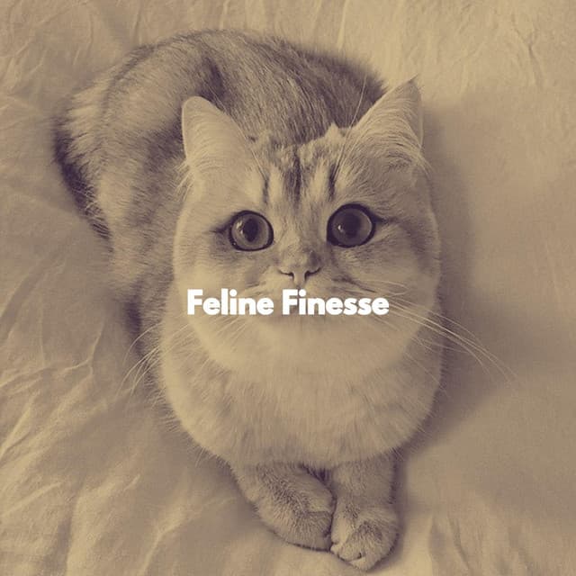 Feline Finesse - Calming Cat Music