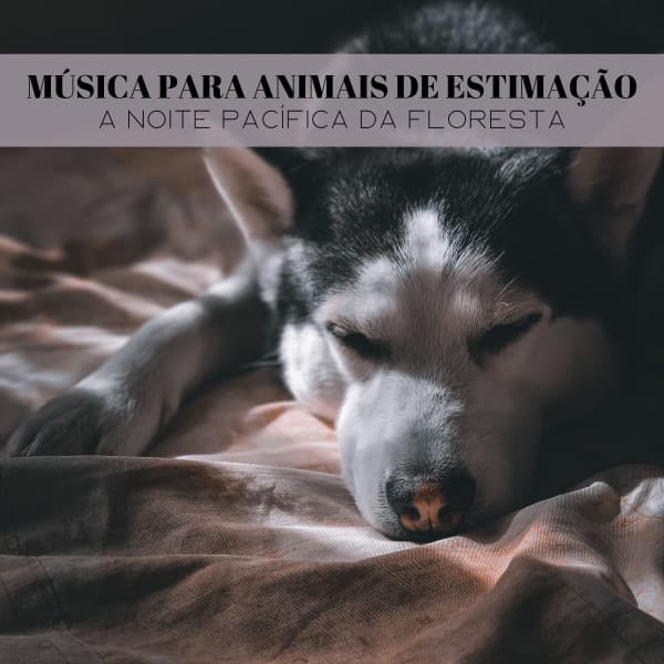 Música Para Animais De Estimação: A Noite Pacífica Da Floresta - Música Para Cães Adormecidos