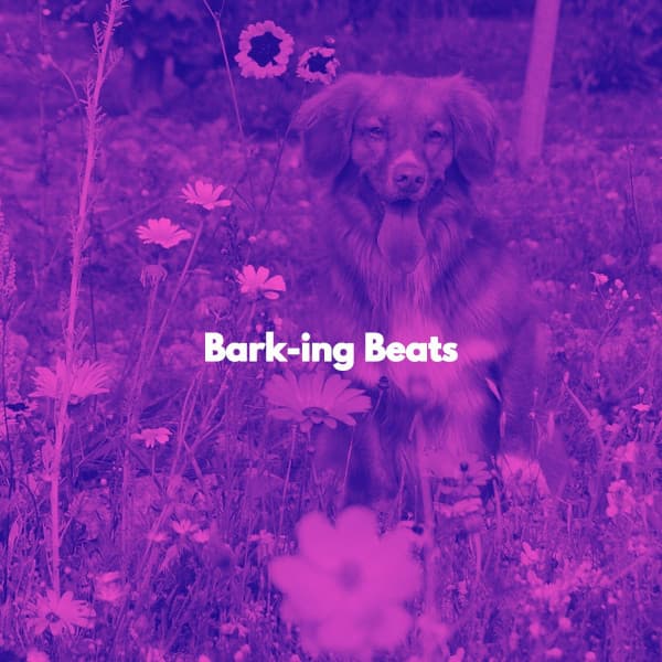 Bark-ing Beats - Chicago Jazz Lounge