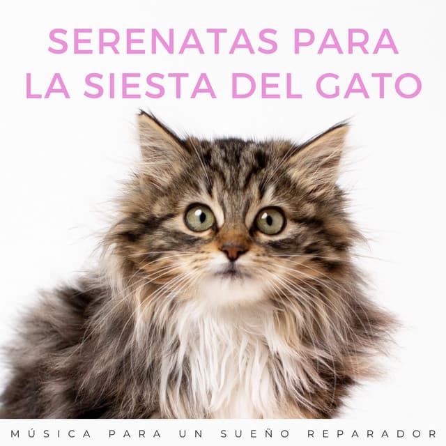 Serenatas Para La Siesta Del Gato: Música Para Un Sueño Reparador - La mejor musica instrumental