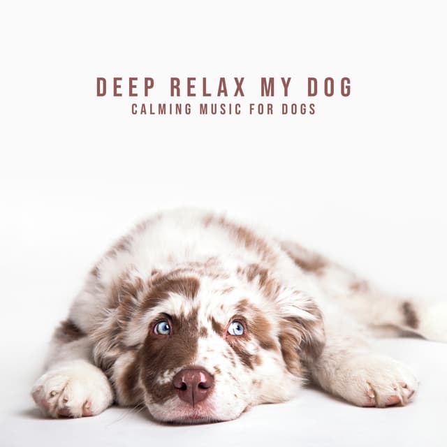 Deep Relax my Dog: Calming Music for Dogs - Pets Music