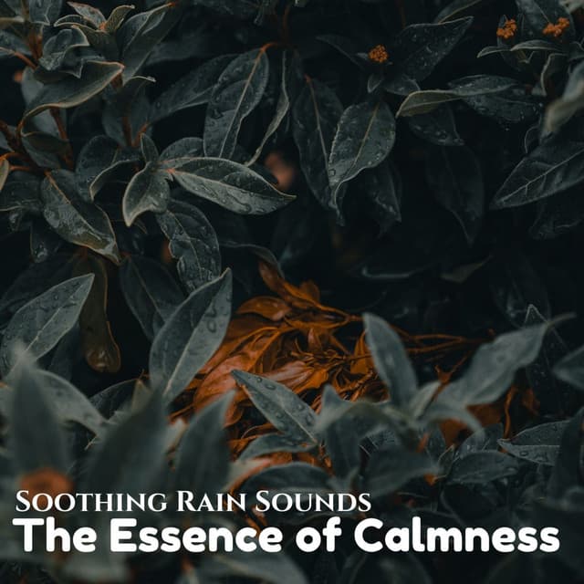 Soothing Rain Sounds: The Essence of Calmness - The Rain Library