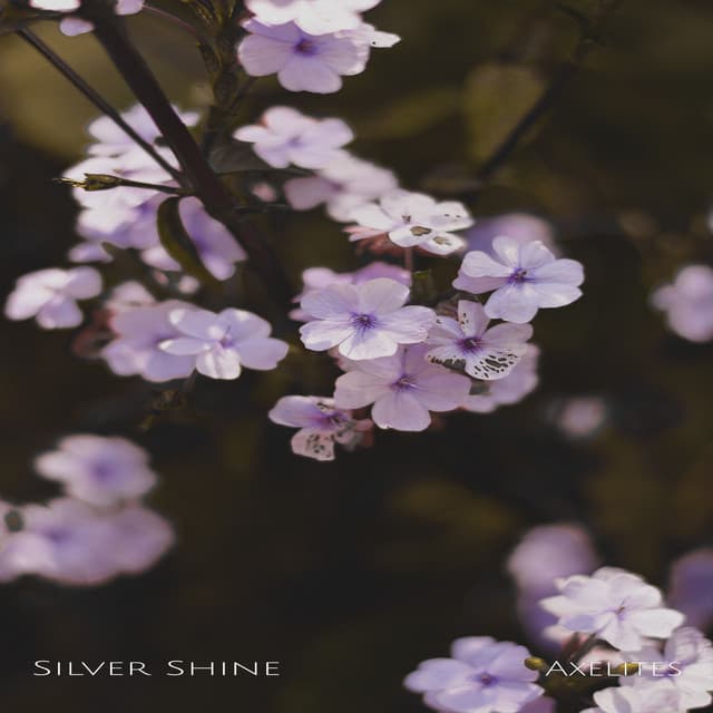 Silver Shine - Axelites